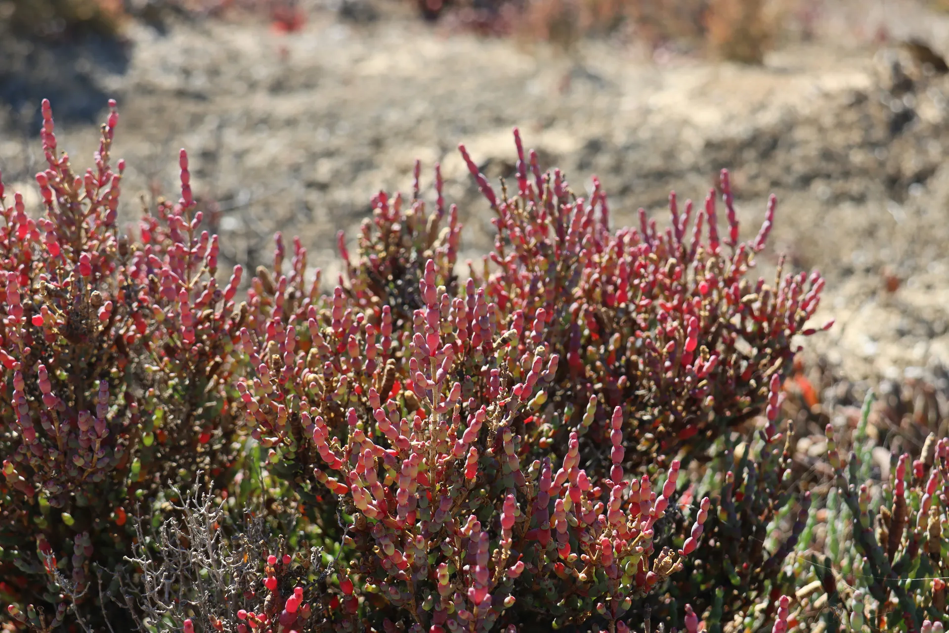 Red samphire plant growing in a coastal southwest landscape