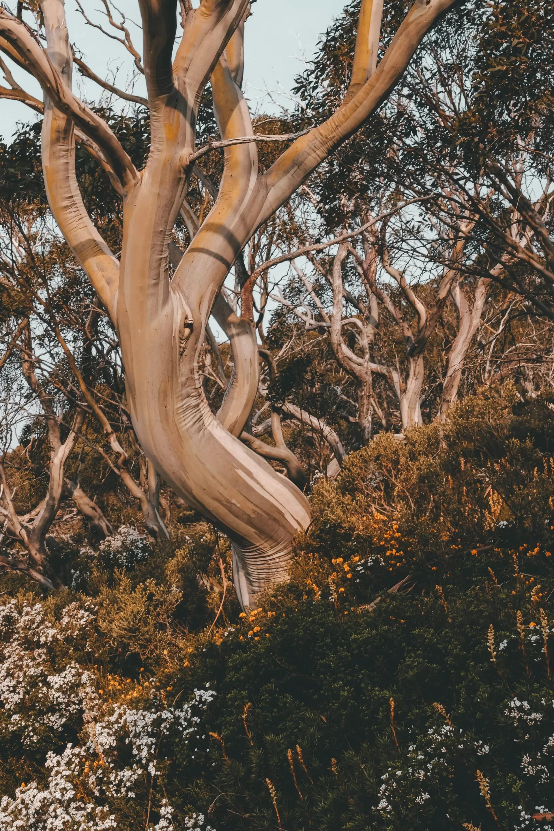 Weathered Southwest WA eucalyptus in bushfire-prone vegetation