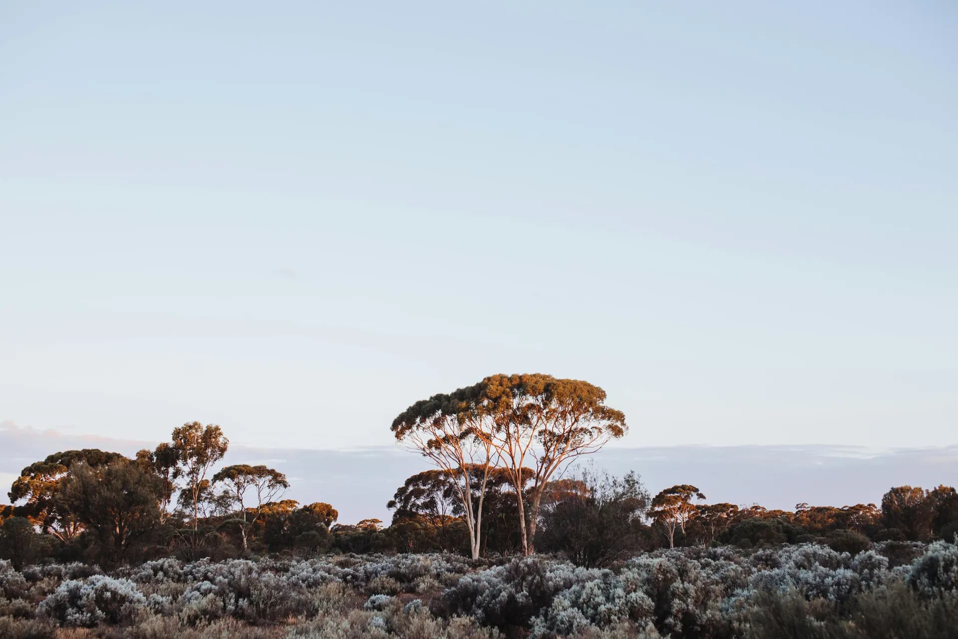Southwest WA eucalyptus bushland at dusk